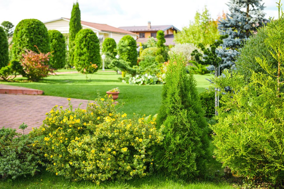 Native-plant-landscaping