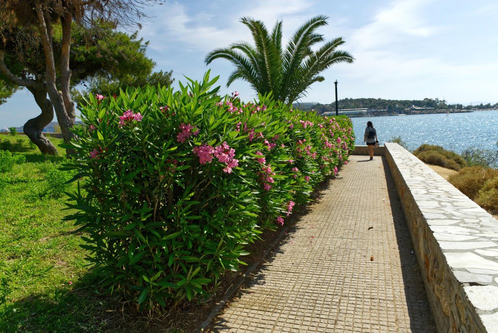 professional landscape installation for coastal homes MA