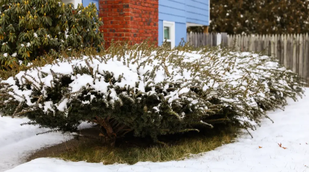 Snow on shrubs at Massachusetts property