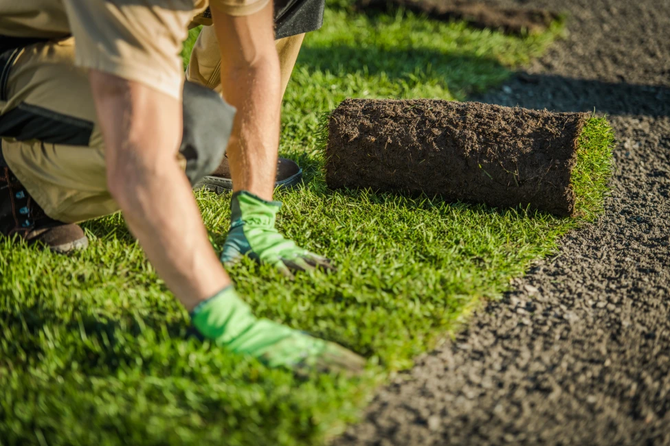 Landscaper laying fresh grass turf roll