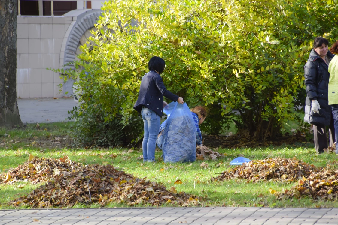 Massachusetts residential fall leaf cleanup with homeowners bagging leaves