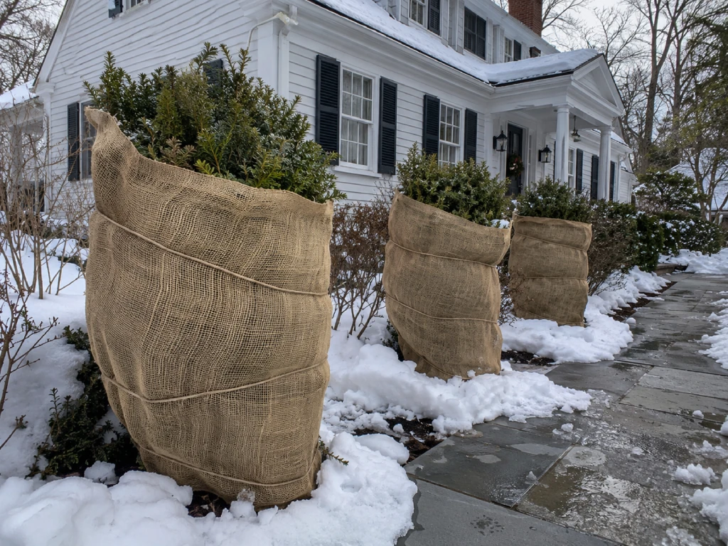 Burlap protected shrubs Massachusetts winter