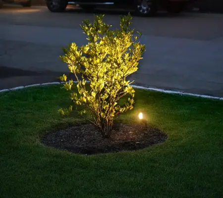 Garden design services in West Newbury, Massachusetts - uplighted tree