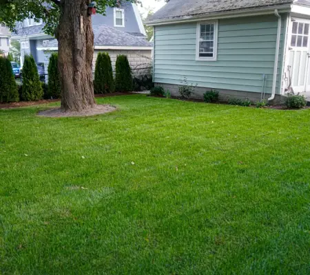Professional sod installation Massachusetts backyard mature tree arborvitae screen